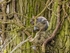 Grey Squirrel