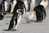 Snowy Sheathbill & Penguins, Sea Lion Island, Falklands