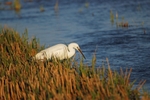 Little Egret