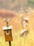 Tree Swallow Nesting Boxes