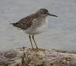 Wood Sandpiper