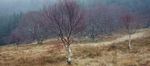An Tealloch slopes in the mist