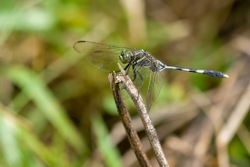 Slender Skimmer