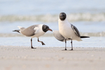 Laughing Gulls on North Beach, Fort De Soto Park, Florida