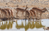 Black-faced impalas