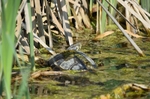 Yellow-bellied Slider