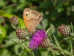 Meadow Brown