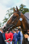 260823-Race 1-Spirit Dancer-0162