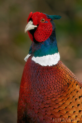 Pheasant