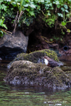 Dipper (Cinclus cinclus)