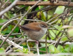 Cetti's Warbler
