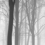Forest edge in mist.
