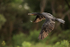 Neotropic Cormorant flying, Corixo Negro, Mato Grosso, Brazil