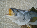 SPECKLED TROUT