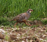 Red Legged Partridge