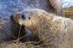 Grey Seal Pup