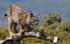 Iberian Lynx female