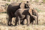 Elephant with older and younger calves