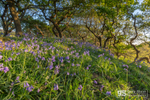 Bluebell wood, Ynys-hir