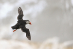 Puffin wings spread in flight high above sea, Bempton Cliffs
