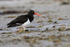 Magellanic Oystercatcher at Carcass Settlement, Falklands