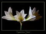 Hippeastrum 'Jewel'