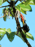 Fiery-billed Aracari portfolio
