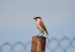 Red-backed Shrike