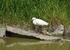 Little Egret