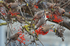 Waxwings