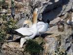 Gannet
