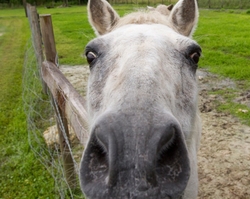 AnimalsCreatures _0006