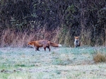 Red Fox