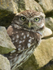 Ltttle Owl