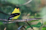 American Goldfinch portfolio