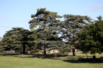 Frenchay Trees  _103