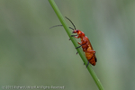 Soldier Beetle (Rhagonycha fulva) portfolio