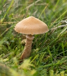 Earthy Webcap