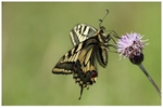 Swallowtail Nectaring