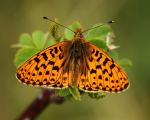 Pearl-Bordered Fritillary