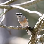 Rock Bunting (Emberiza cia) M