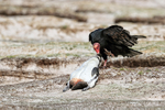 Turkey Vulture dragging dead penguin, Volunteer Point, Falklands