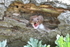 Weasel_1