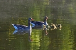 Greylag Geese and goslings
