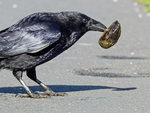 Carrion Crow