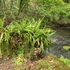 lush vegetation  along the Rio Maggiore...