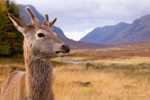 Young Stag