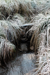 Ogden Stream