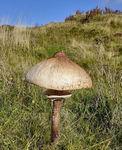 Parasol