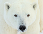 Polar Bear (female) close portrait, Churchill, Canada